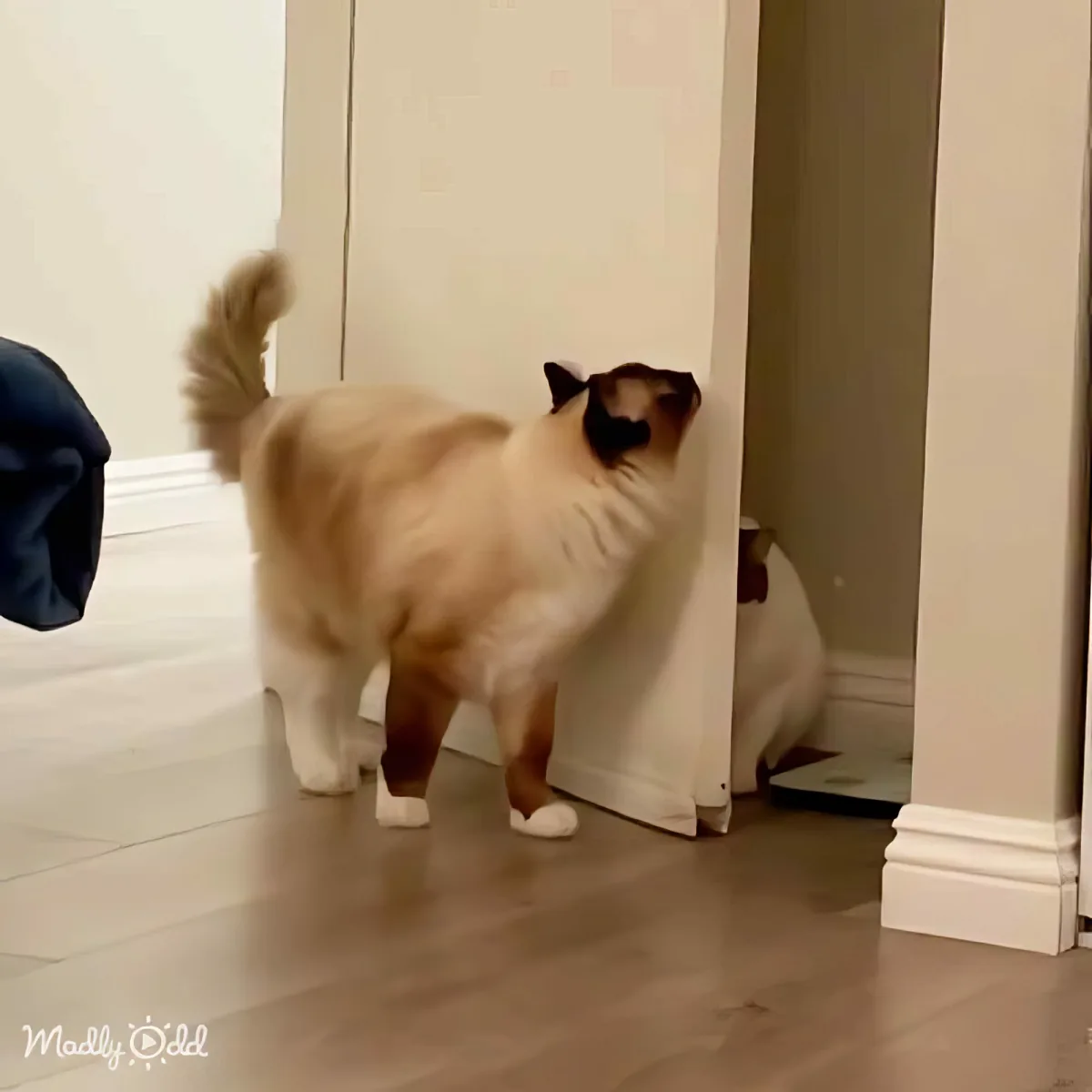 A cat with a white and brown coat stands on a tiled floor, looking into a doorway.