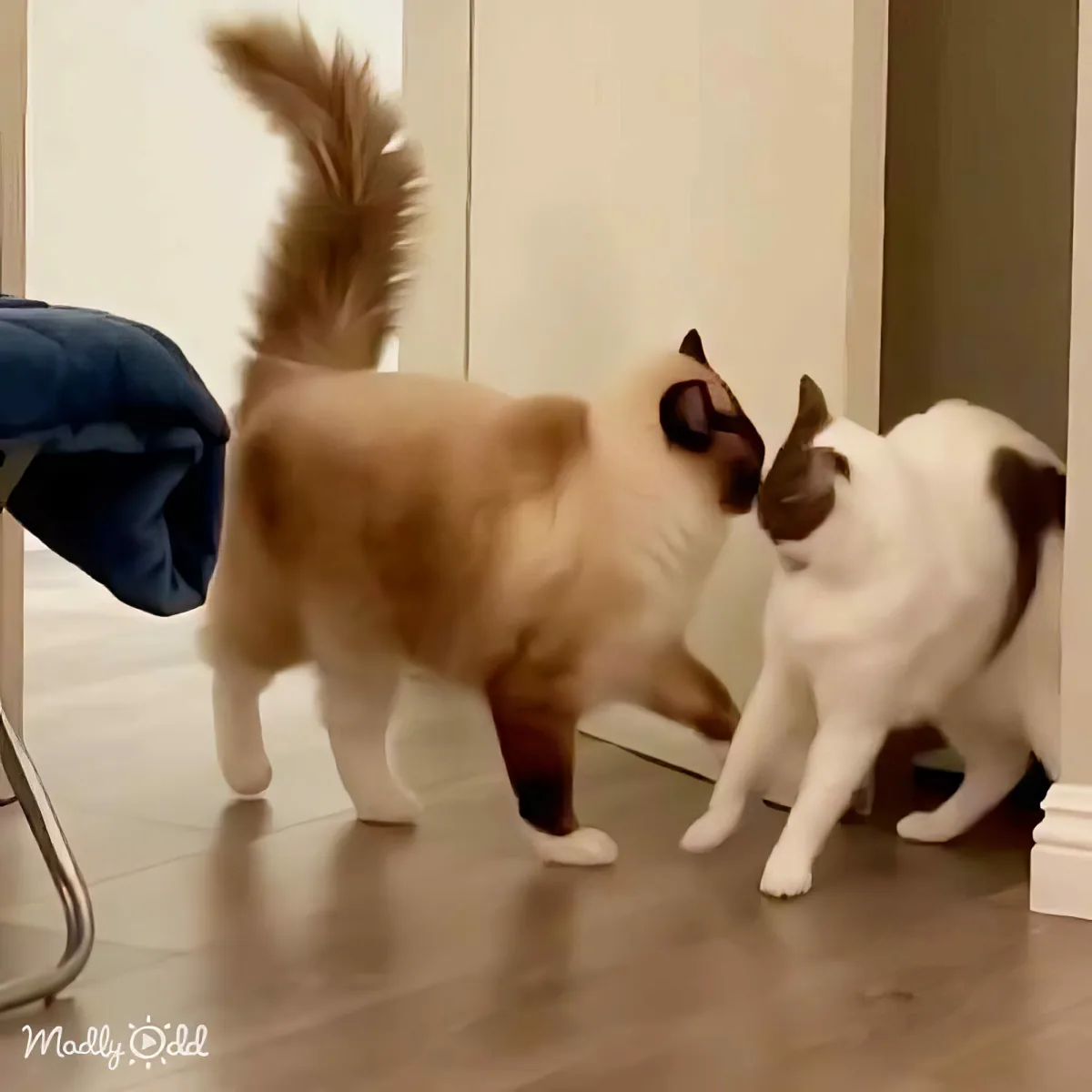 Two cats, one with a fluffy tail, stand facing each other on a tiled floor, seemingly interacting.