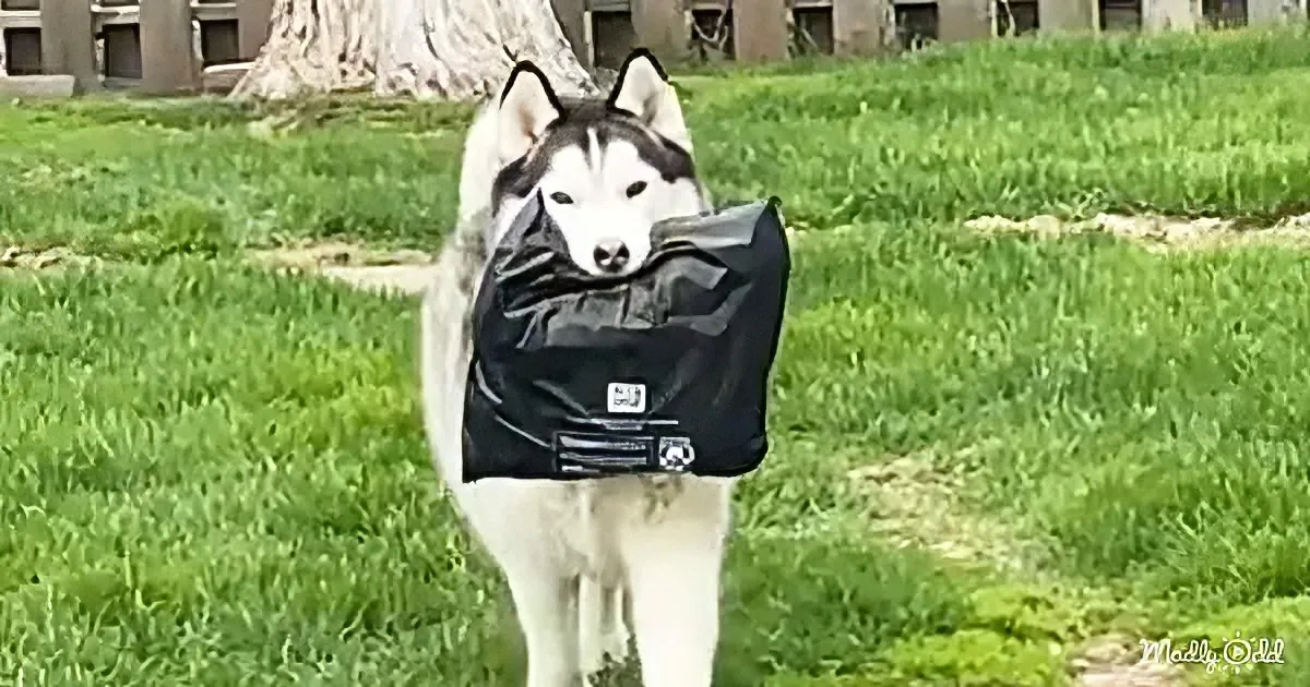 A husky dog carries a black bag on its back while walking on a grassy field.