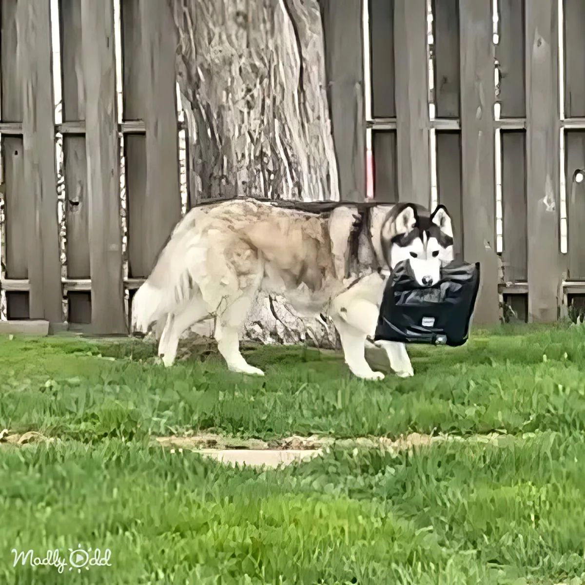 A husky dog carries a black bag on its back while walking on grass.