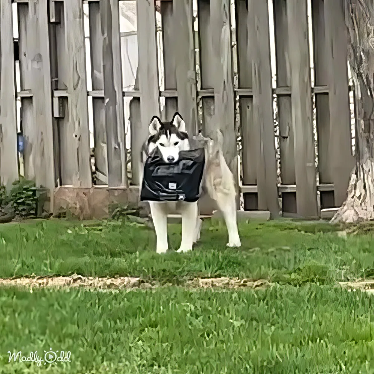 A husky dog is standing on grass with a black bag draped over its back, appearing as if it's carrying the bag.