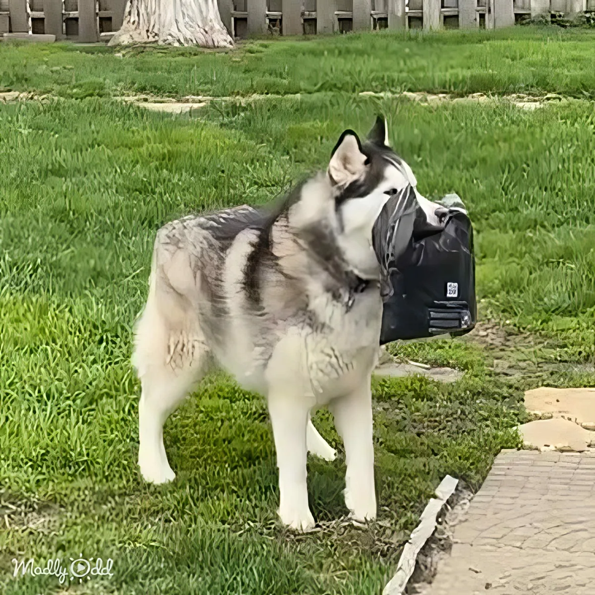 A husky dog stands on grass, carrying a black backpack on its back.
