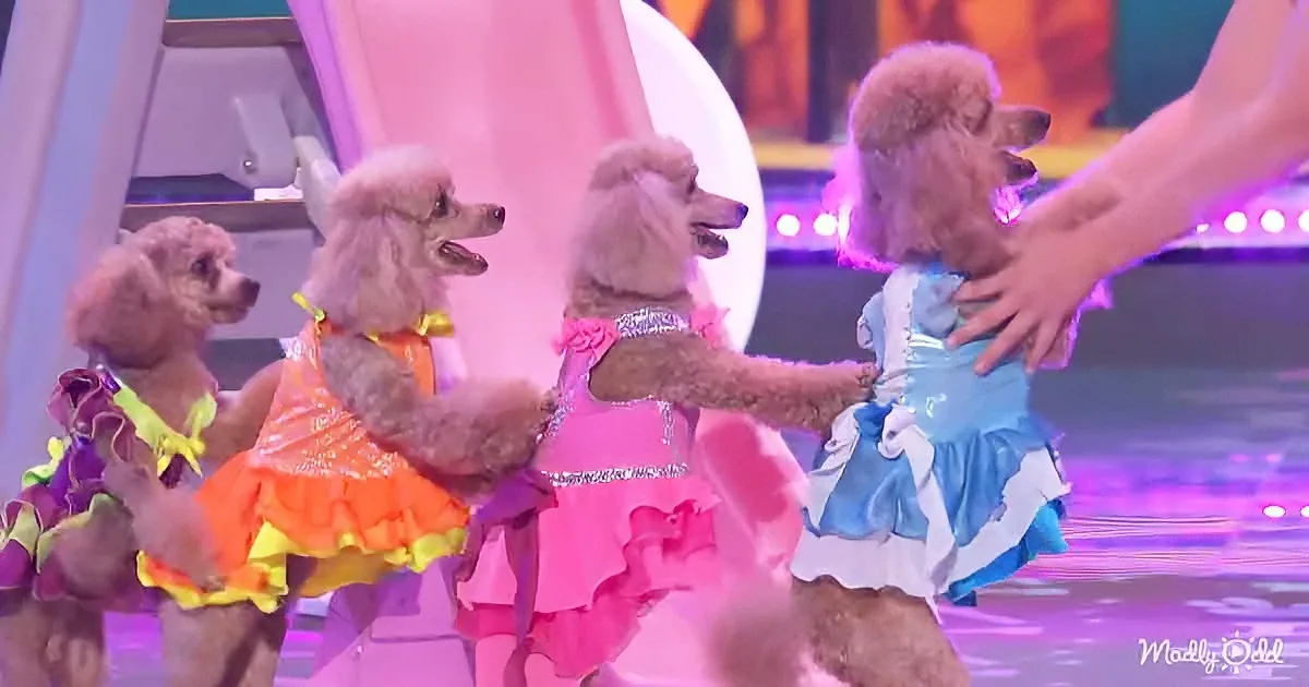 Four fluffy dogs in colorful dresses stand on a stage, one being petted.