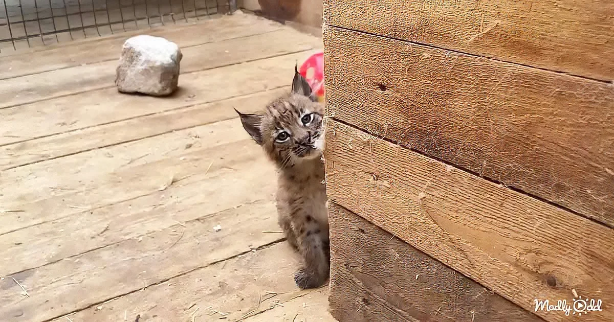 A curious lynx kitten peers out from behind a wooden wall in a wooden enclosure.