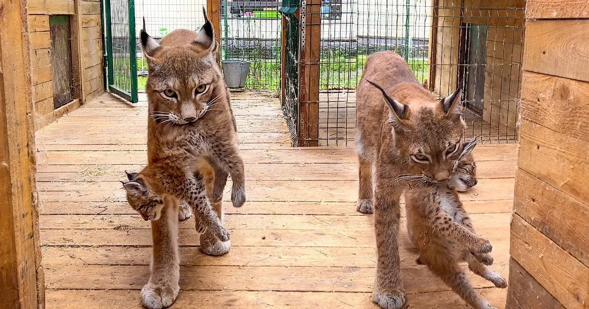 Mama Lynx Runs out in the Rain to Bring Her Little Baby Inside