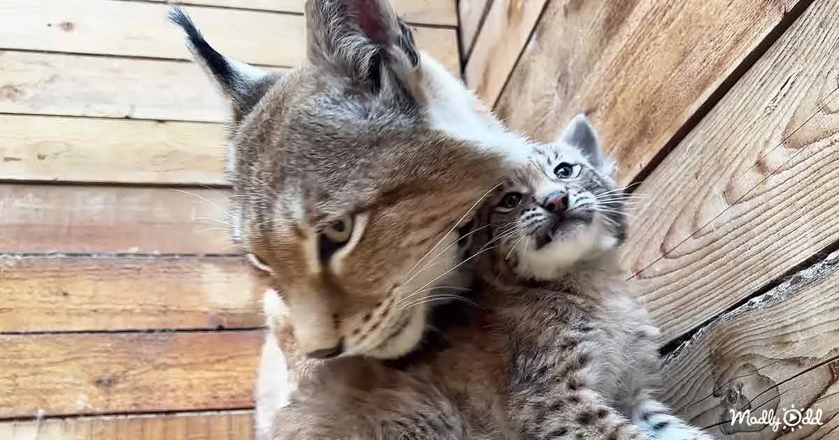 A lynx and its kitten are cuddling on a wooden surface, showcasing their bond.