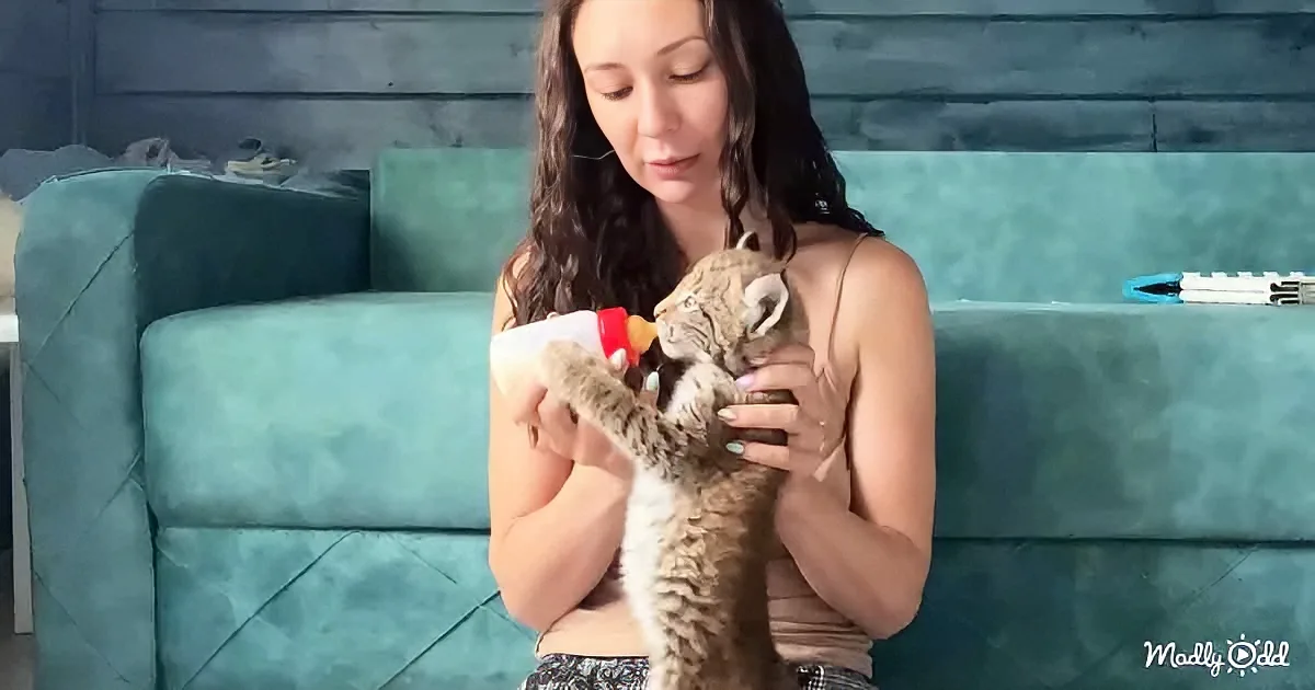 A woman feeds a baby lynx with a bottle, sitting on a teal couch.