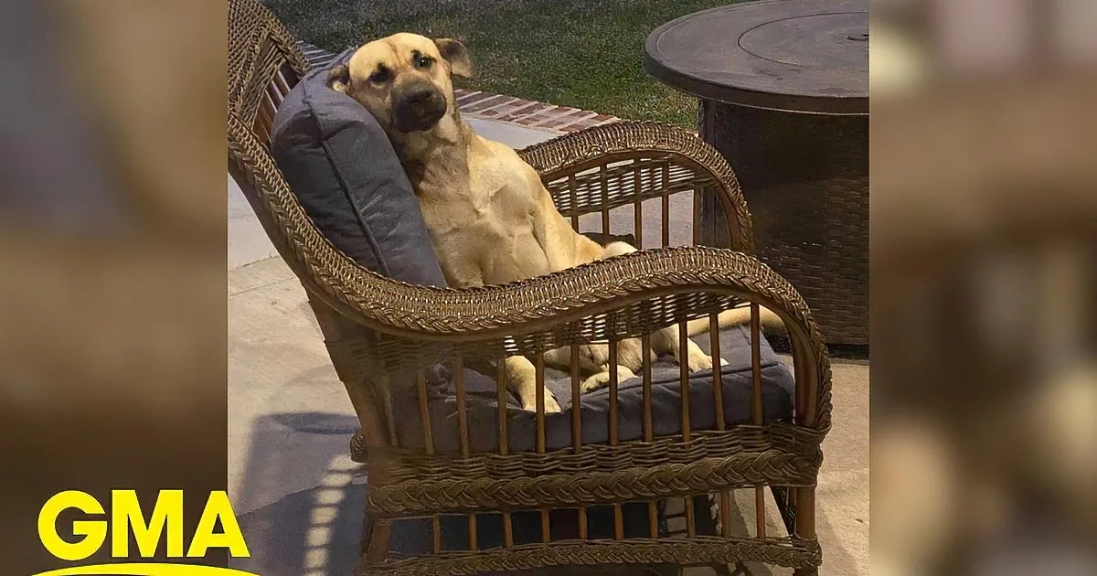 A dog lounges in a wicker chair with a blue cushion, looking relaxed.