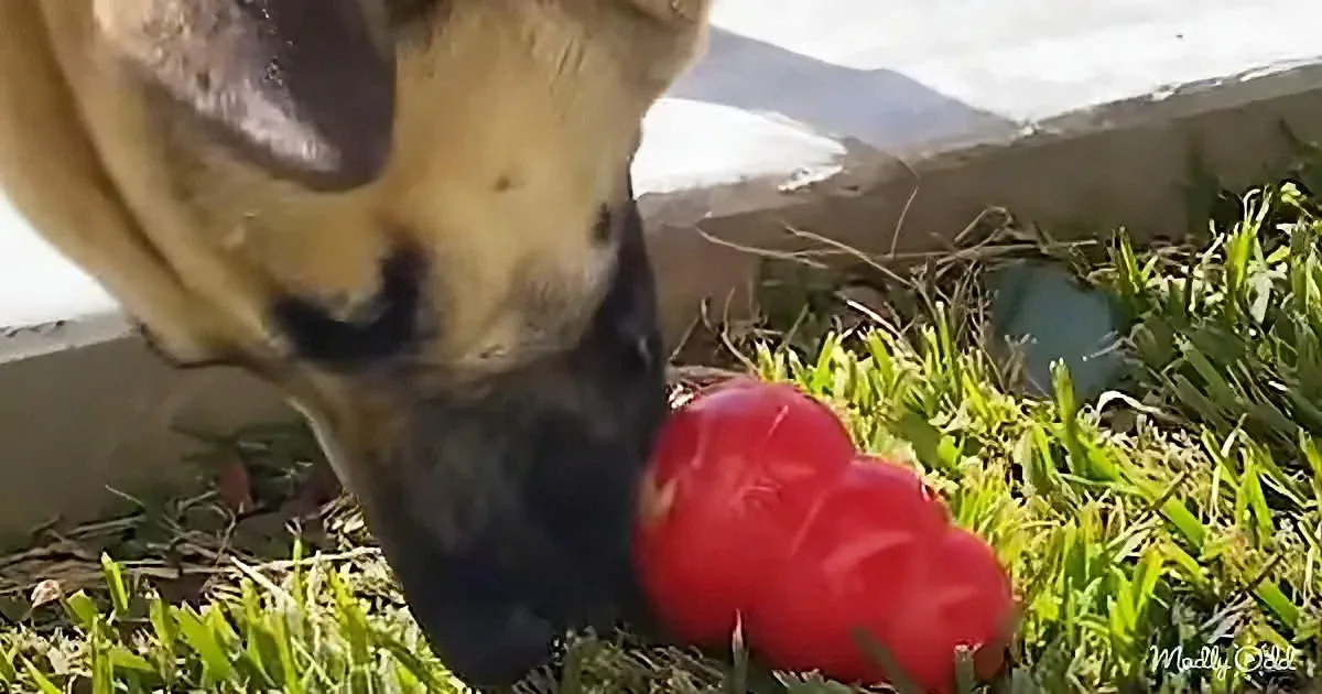 A dog sniffs a red ball on grass near a concrete ledge.