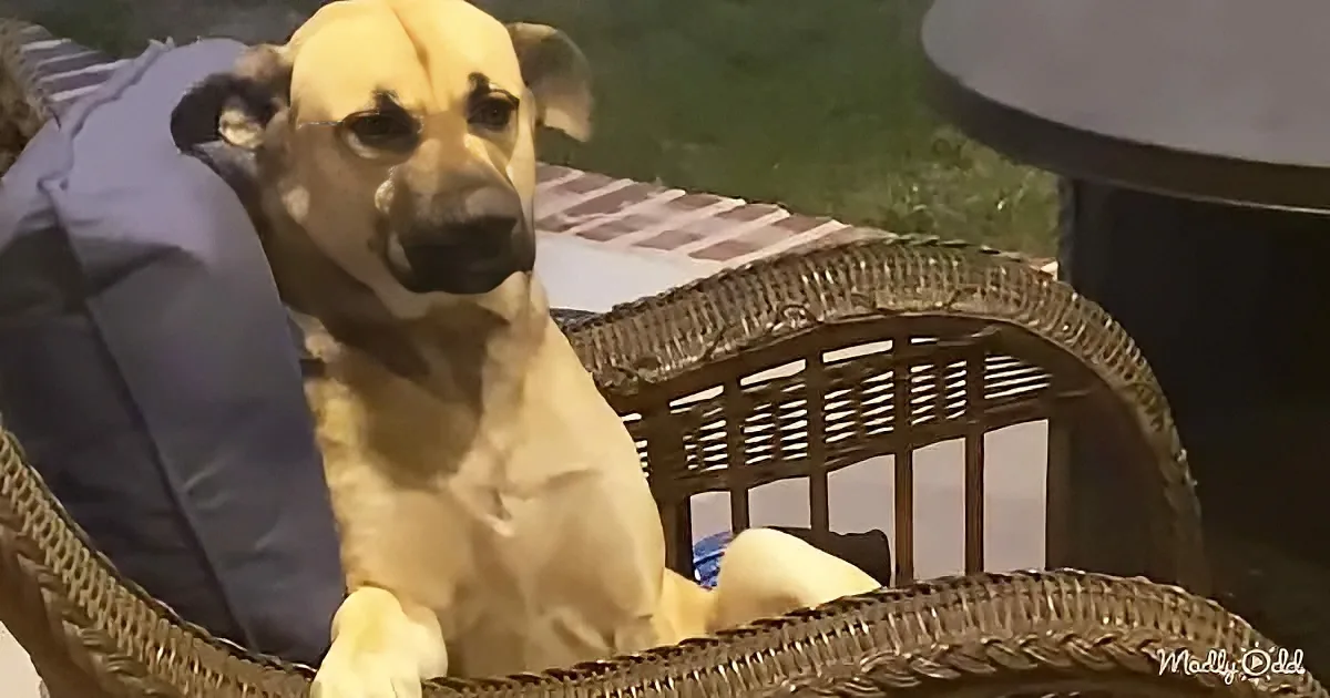 A light brown dog with a black nose sits on a wicker chair with a blue cushion.