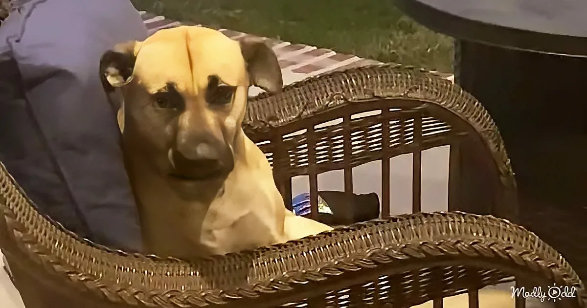 A light brown dog with a white chest sits in a wicker chair, looking directly at the camera.