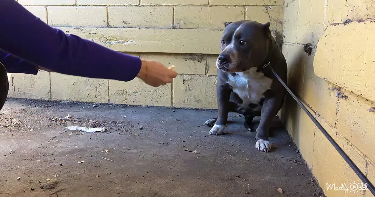 Abandoned Pitbull rescued