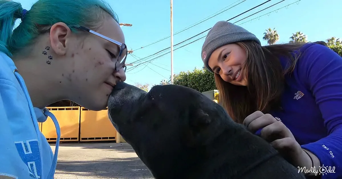 Abandoned Pitbull rescued
