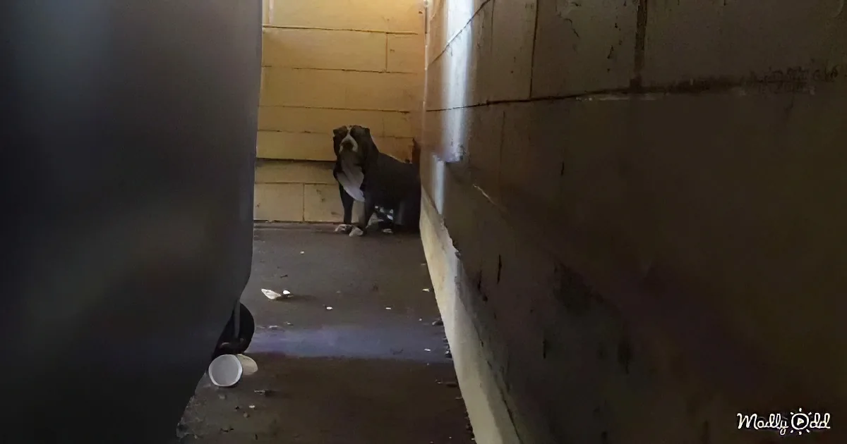 Abandoned Pitbull rescued