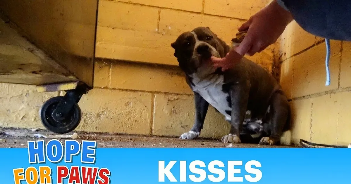 A small dog with a bandage on its leg sits against a wall, being petted by a person.