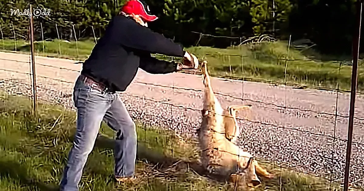 Helpless Wolf Trapped in a Fence - Brave Men Decide to Rescue
