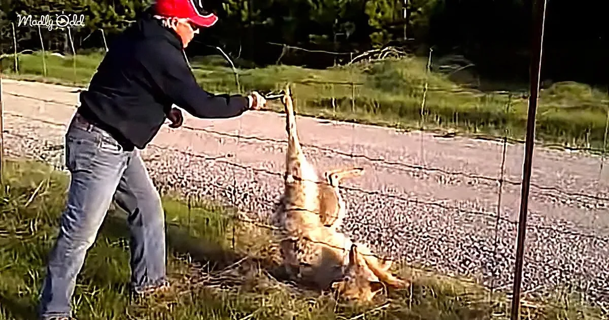 A person in a red cap and black jacket is pulling a deer by its antlers through a wire fence.