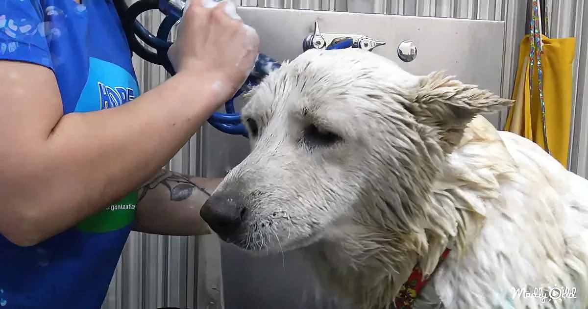 Deaf senior dog