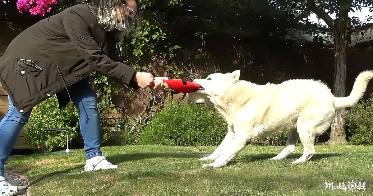 Deaf senior dog