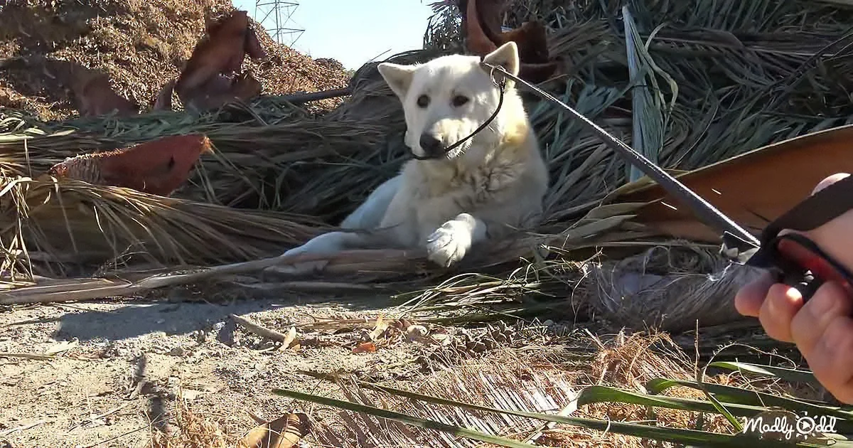 A white dog with a black leash lies on dry grass, surrounded by straw and hay, under a clear sky.
