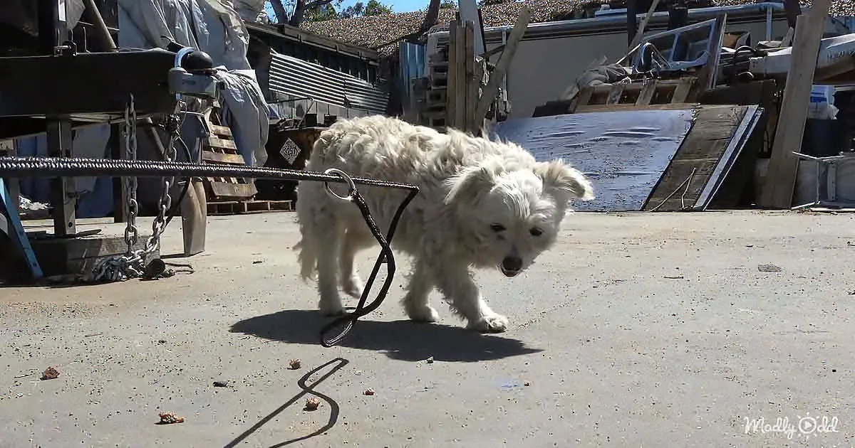 A fluffy white dog on a leash stands on a concrete surface near a dock with boats and equipment in the background.