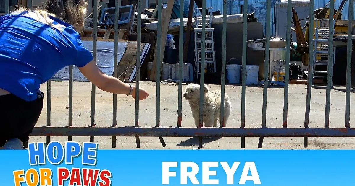 A fluffy white dog looks up, standing behind a metal gate with a colorful leash nearby.
