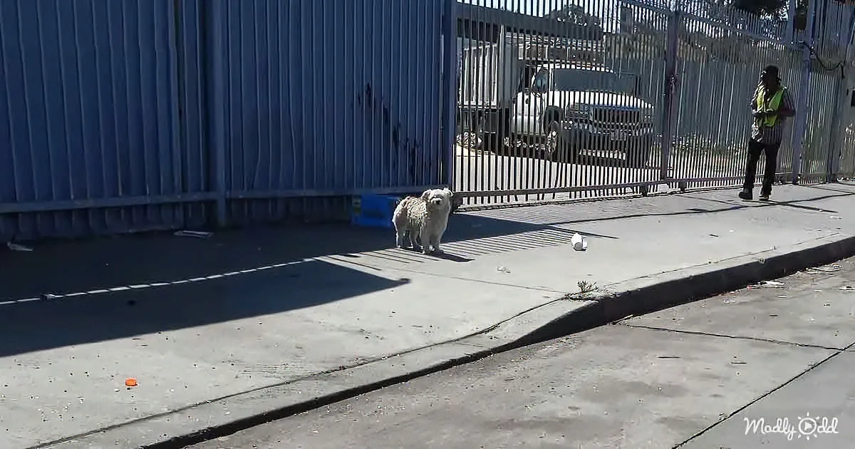 A small white dog stands on a sidewalk near a blue gate, with a person in a reflective vest nearby.