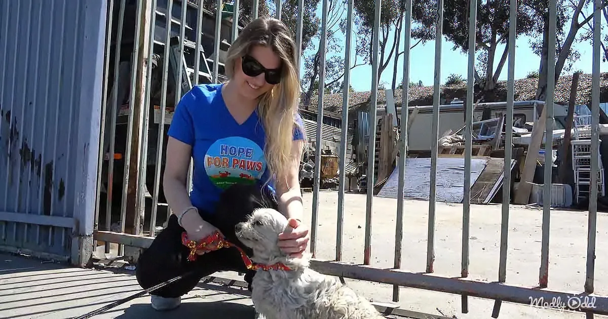 A woman in a "Hope for Paws" shirt pets a small dog near a metal gate.