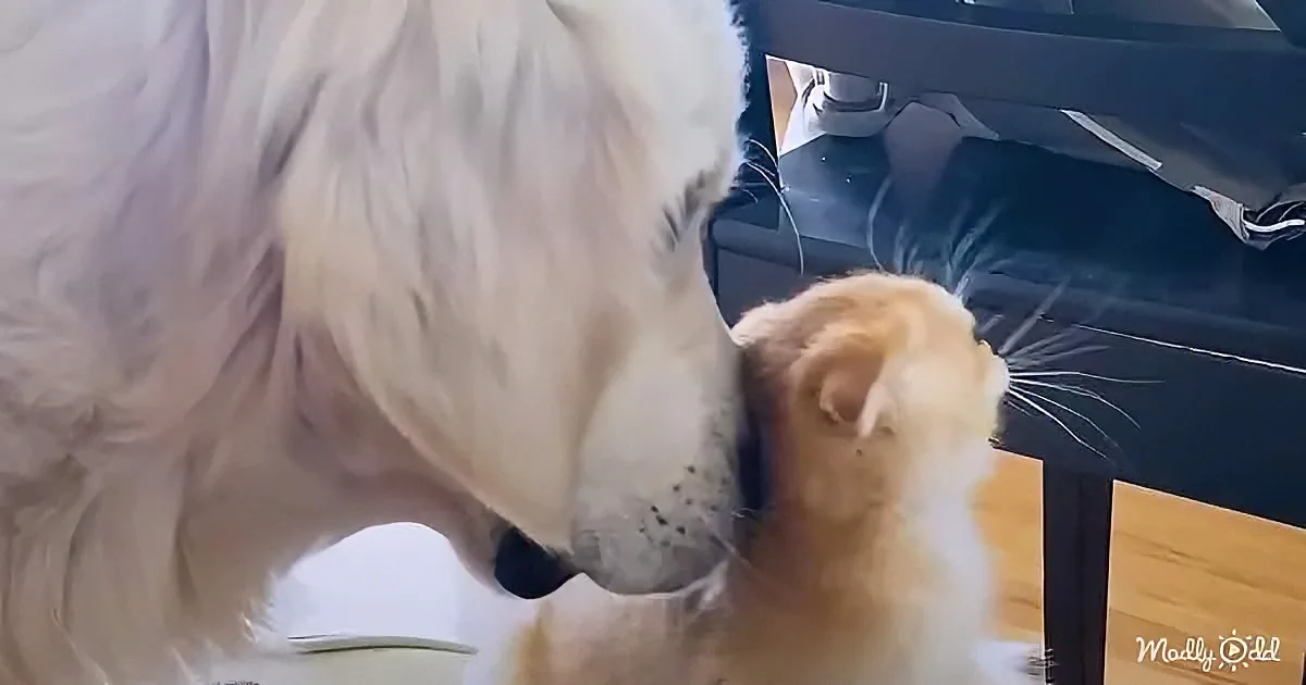 Adorable dog and kitten