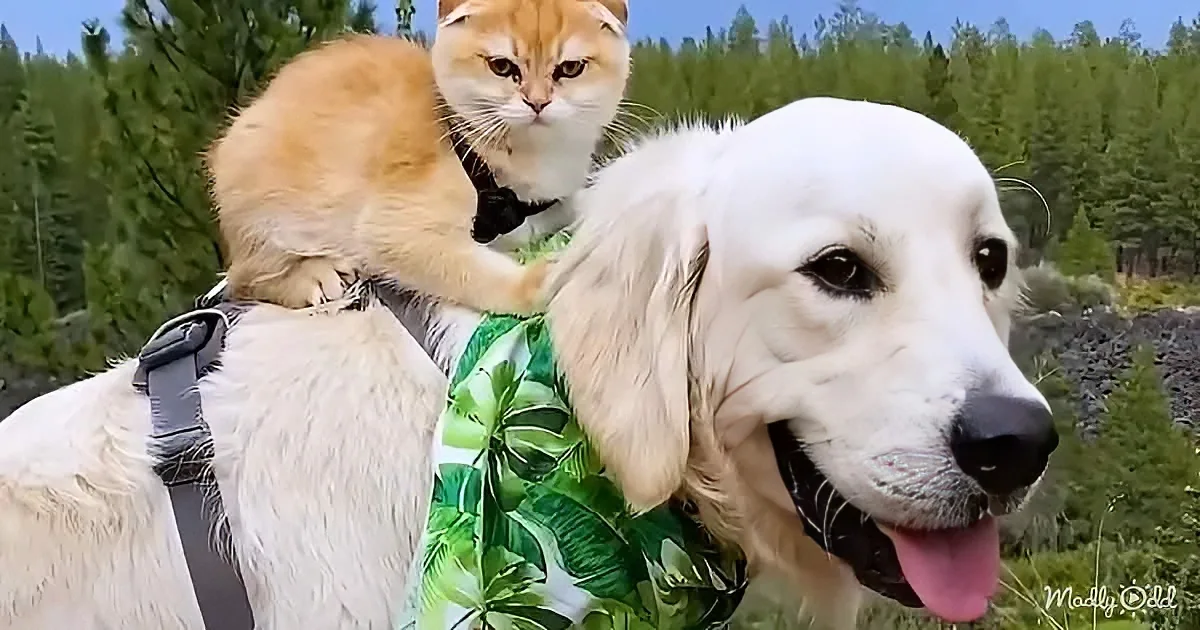 Adorable dog and kitten