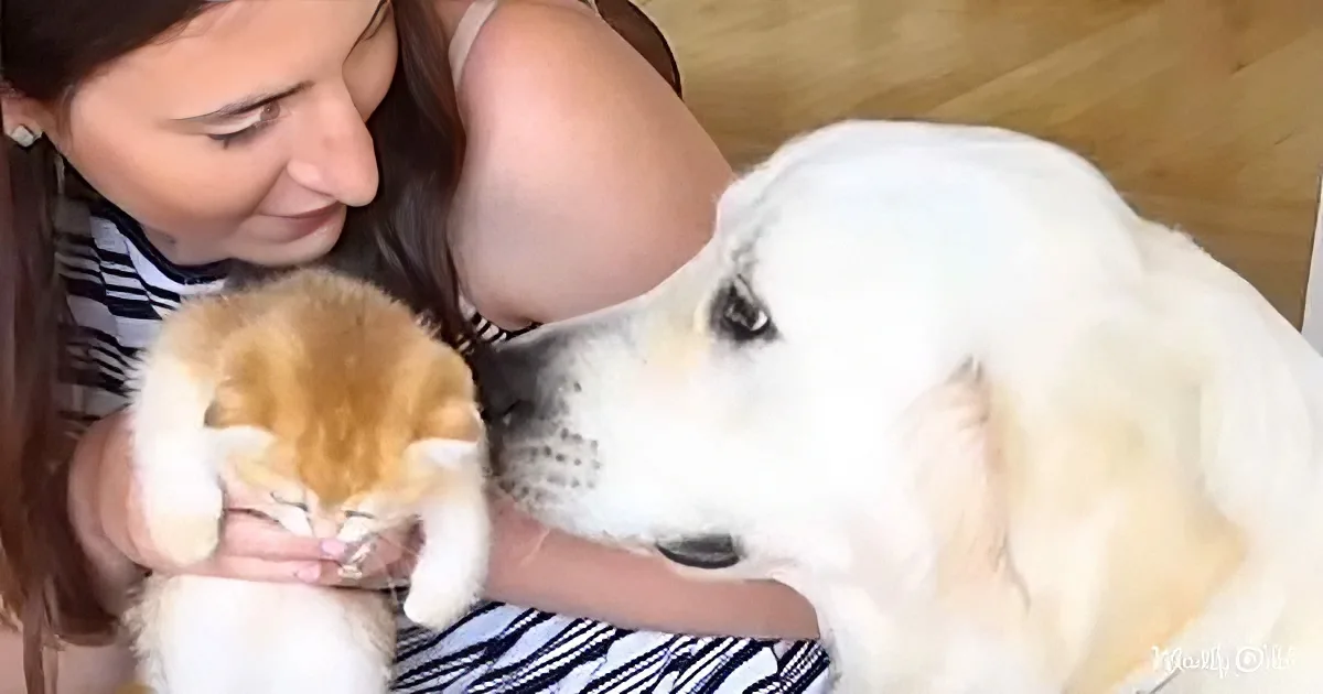 Adorable dog and kitten