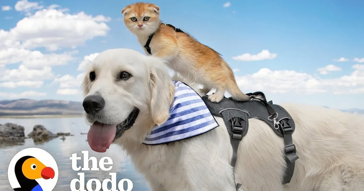 Friendless Service Dog Meets a Playful Kitten That Becomes His Bff