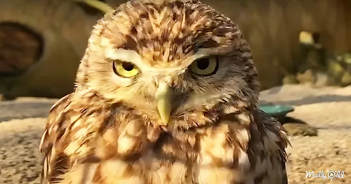 A close-up of a small owl with striking yellow eyes and brown feathers, perched on a sandy surface.