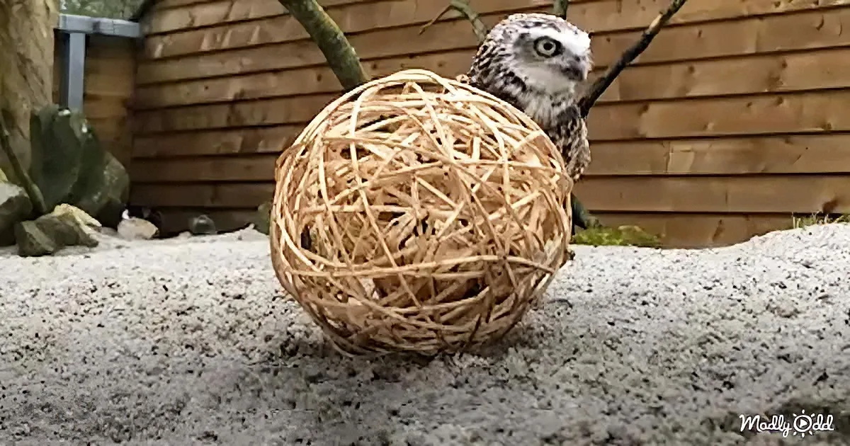 An owl perches behind a woven ball on a sandy surface near a wooden fence.