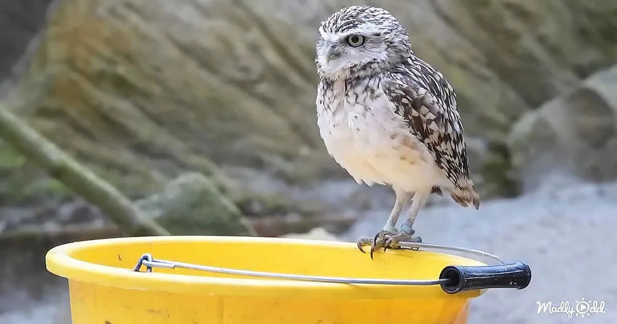 A snowy owl perches on a yellow bucket with a rocky background.