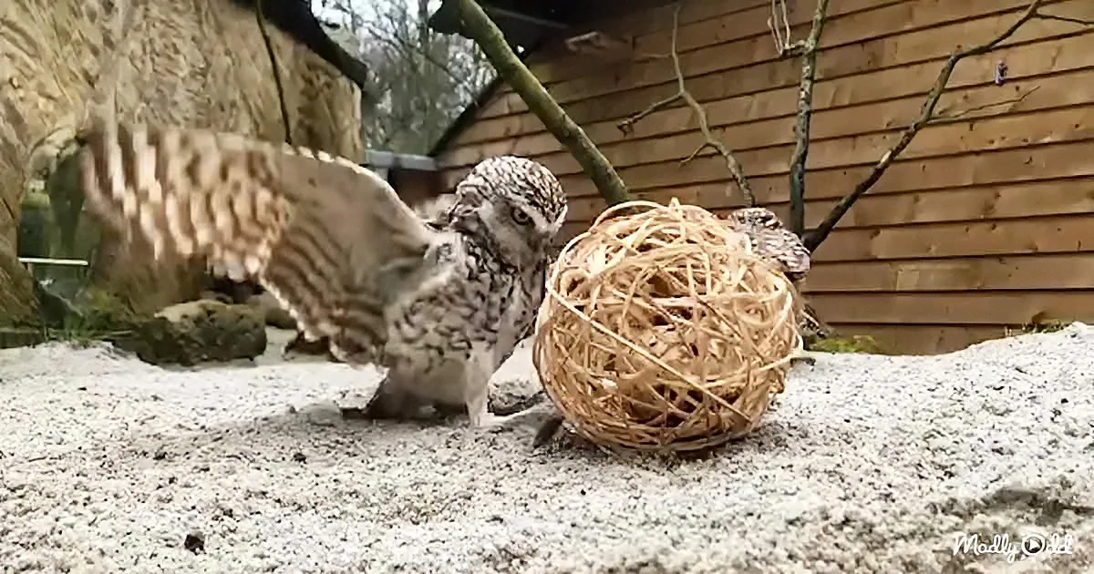 Man Films Very Intelligent Owls to See What They Do When Nobody's Around
