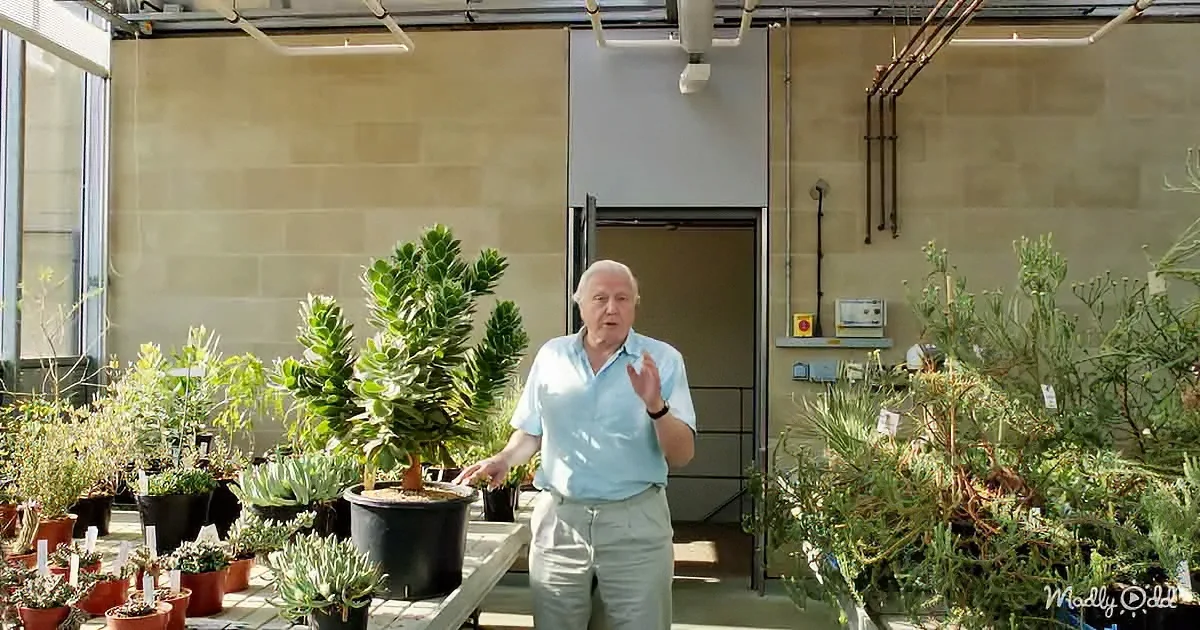 A man stands in a greenhouse surrounded by various potted plants, gesturing as he speaks.