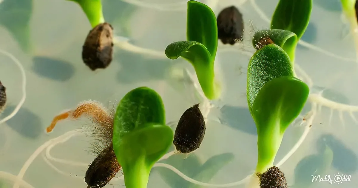 Seedlings with green leaves and dark seeds in a clear container.
