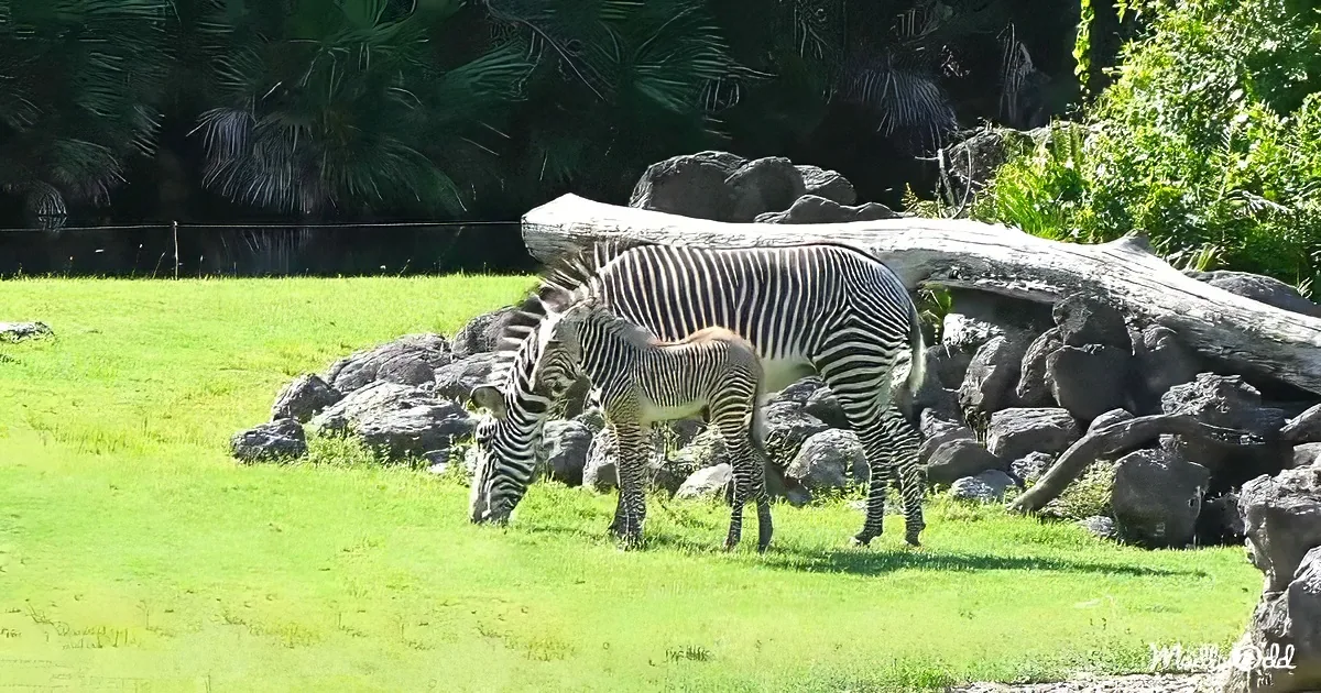 A zebra and its foal graze on grass near a rocky area with trees in the background.