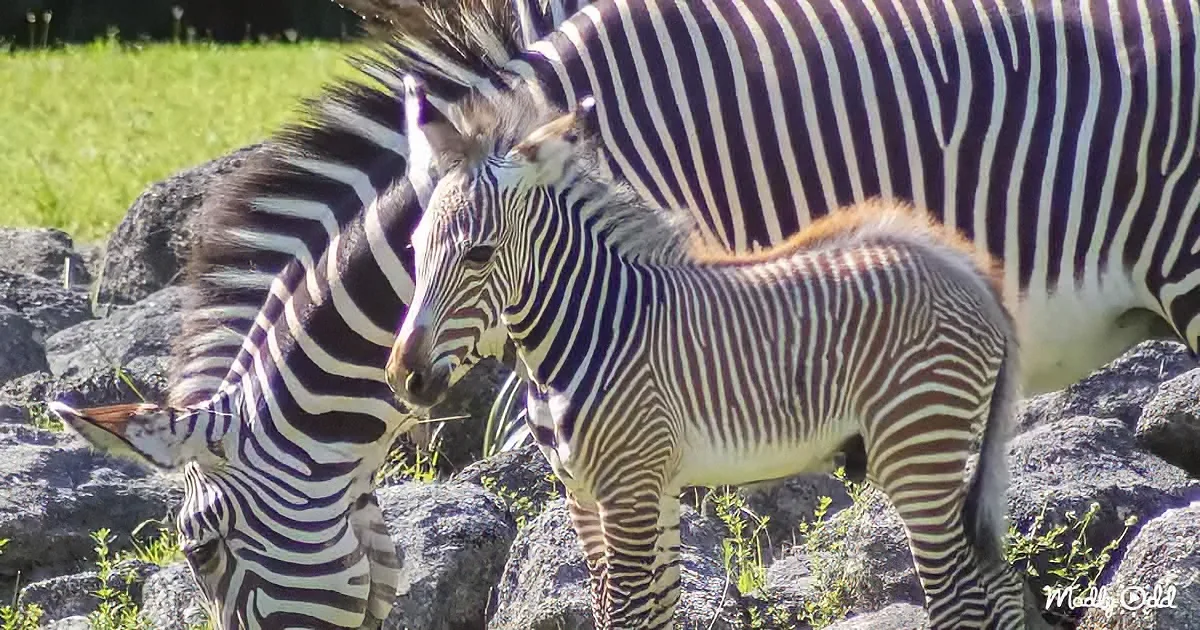 A zebra foal with its mother stands amidst rocks and grass, both displaying their distinctive black and white stripes.