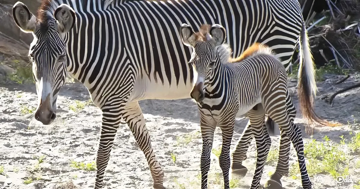 A zebra and its foal stand together on sandy ground, both with distinctive black and white stripes.
