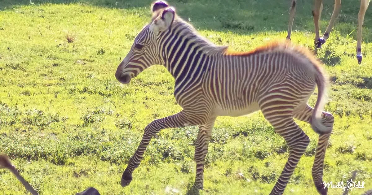 Baby Zebra Takes His First Steps on the Grassy Plain
