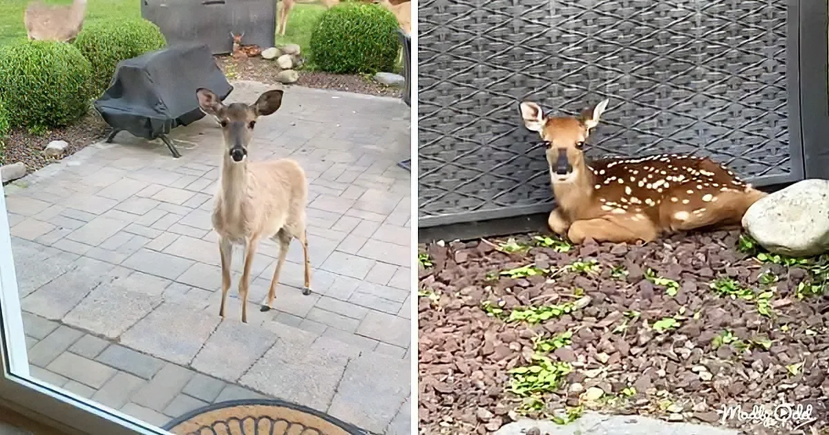 A fawn and a deer are seen in separate outdoor settings, one standing on a patio and the other lying on a gravel bed.