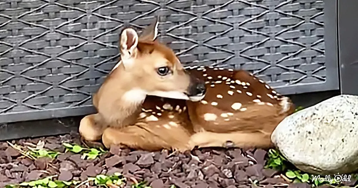 A fawn with white spots rests on mulch, its head turned to the side, near a rock and a black lattice fence.