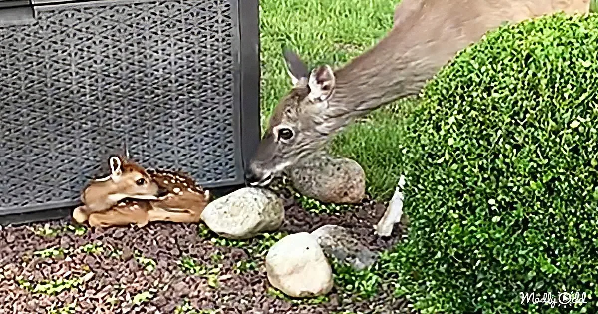 Mama and baby dear