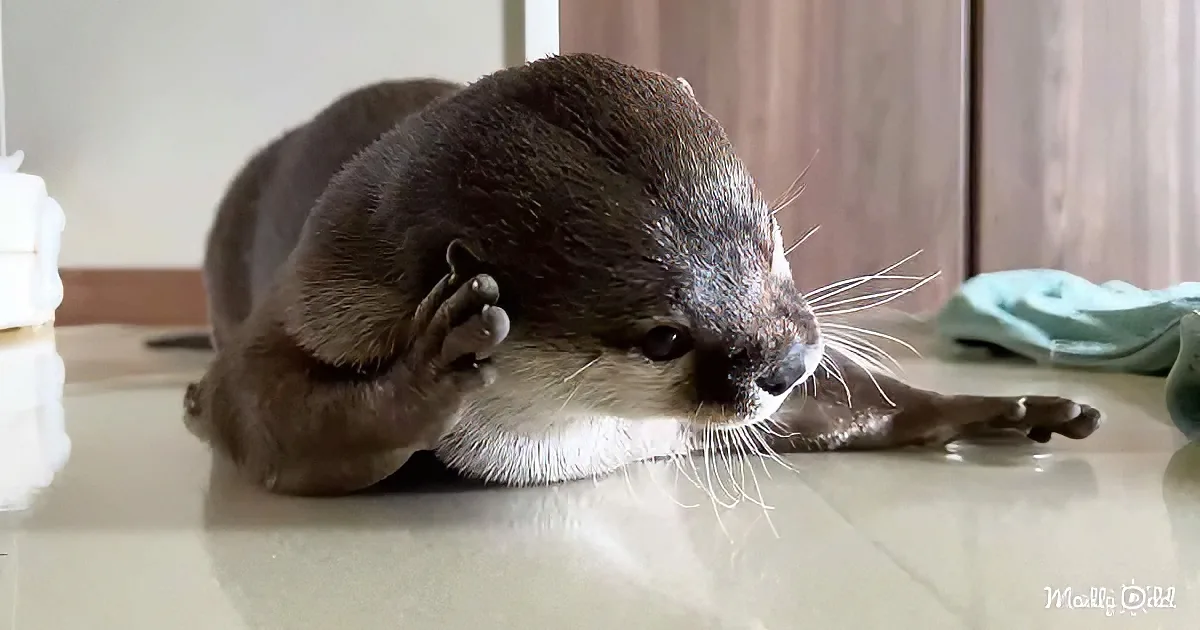A cute otter is lying on its side, resting its head on its paw, with its front paws stretched out on a smooth surface.