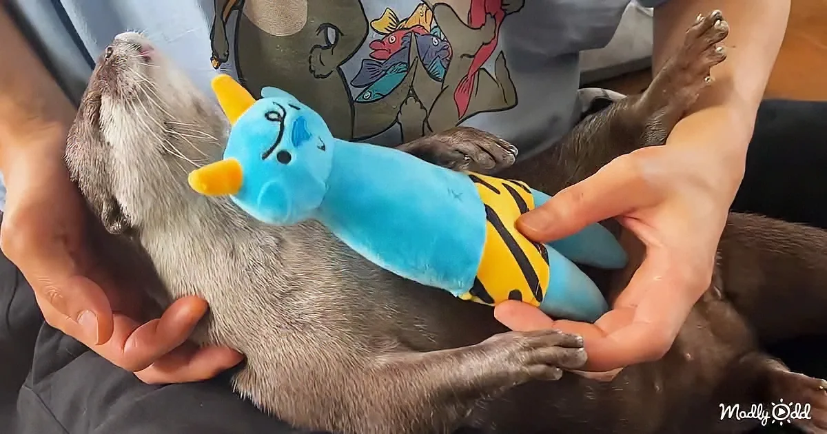 A person holds a playful otter with a blue plush toy, both appearing relaxed and content.