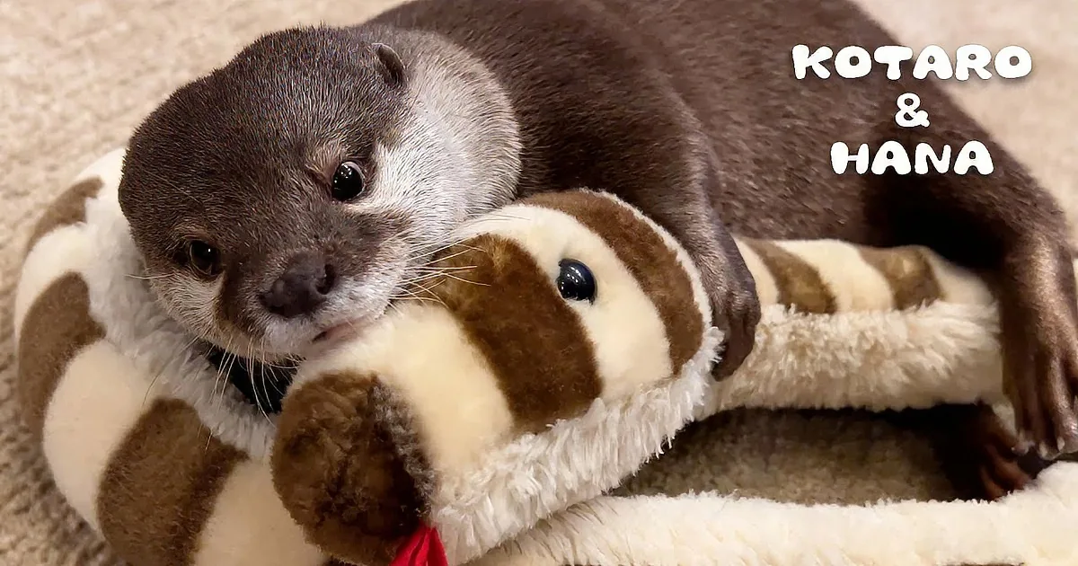 Cute Otters Can't Let Go of Their Plush Toy While Sleeping