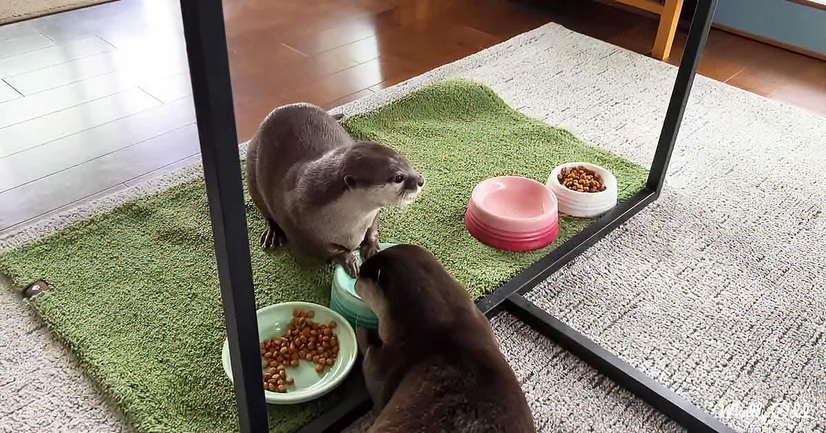 Two otters are eating from bowls on a green mat, with one looking at the other.