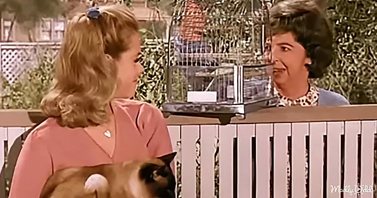 A woman in pink holds a cat, talking to another woman behind a white fence with a birdcage.